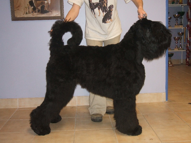 Calinka de Koslova