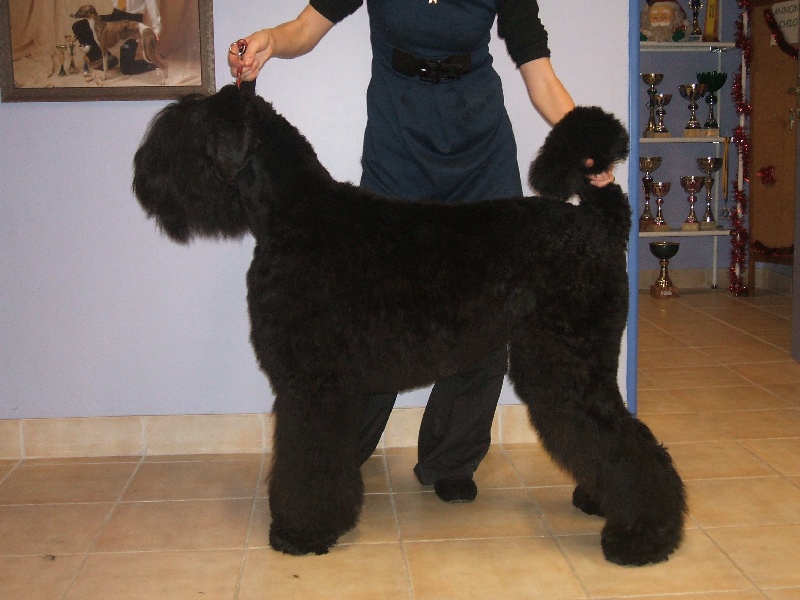 Cirov de Koslova